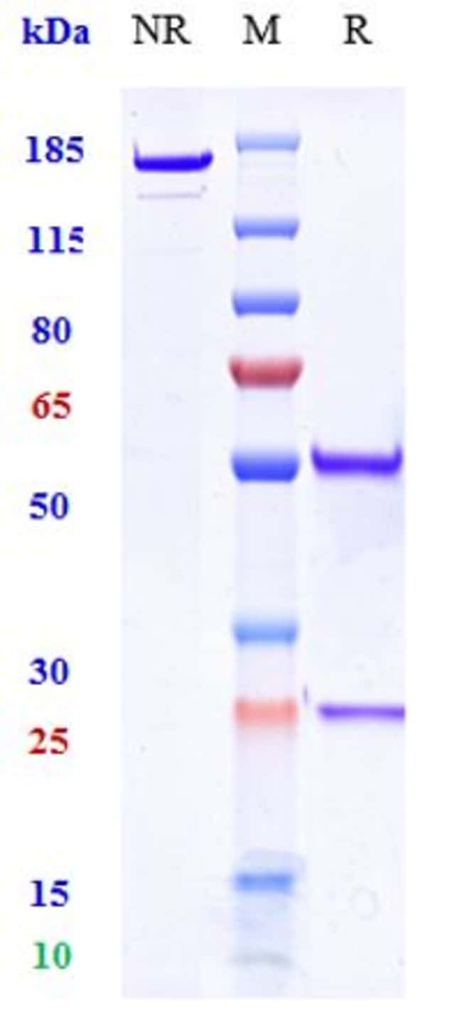 TM7SF4 BIOSIMILAR RMAB 1 MG