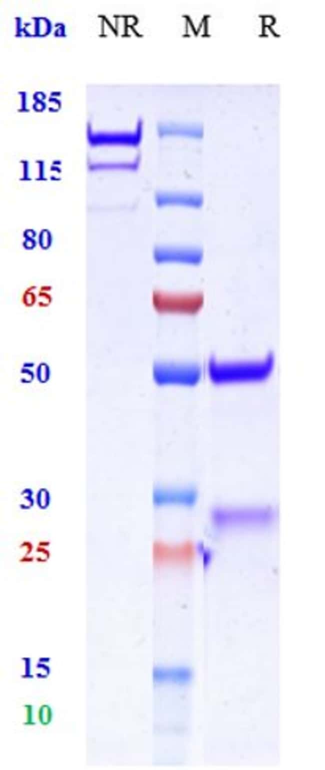 GAD65 BIOSIMILAR RMAB 1 MG
