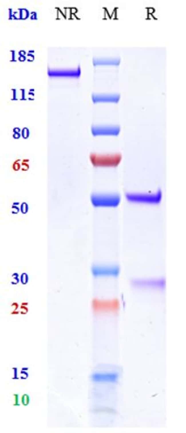 MICB BIOSIMILAR RMAB 1 MG