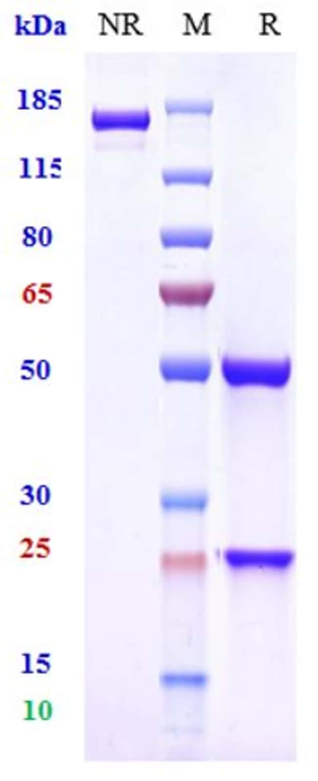 SIBEPRENLIMAB RMAB 100 UG