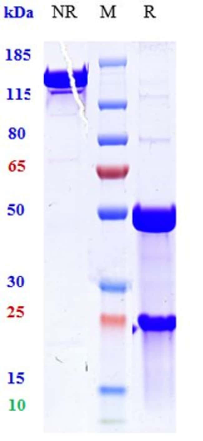 TNF ALPHA BIOSIMILAR RMAB 1 MG