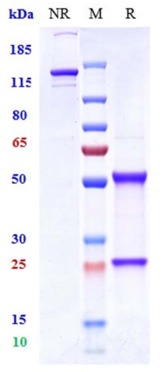 VANDORTUZUMAB RMAB 1 MG