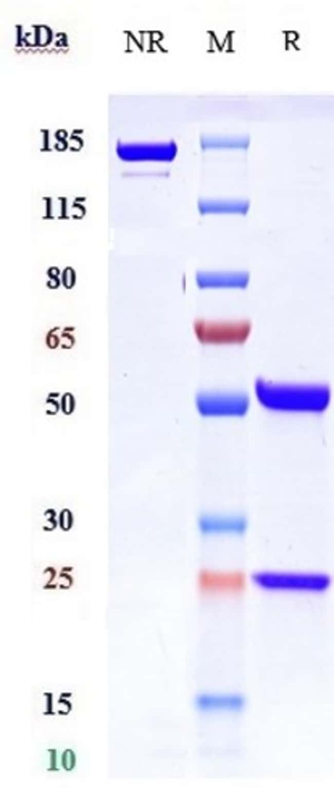 VEDOLIZUMAB RMAB 1 MG