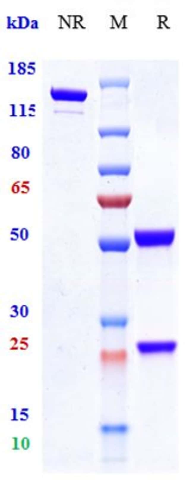 RUPLIZUMAB RMAB 1 MG