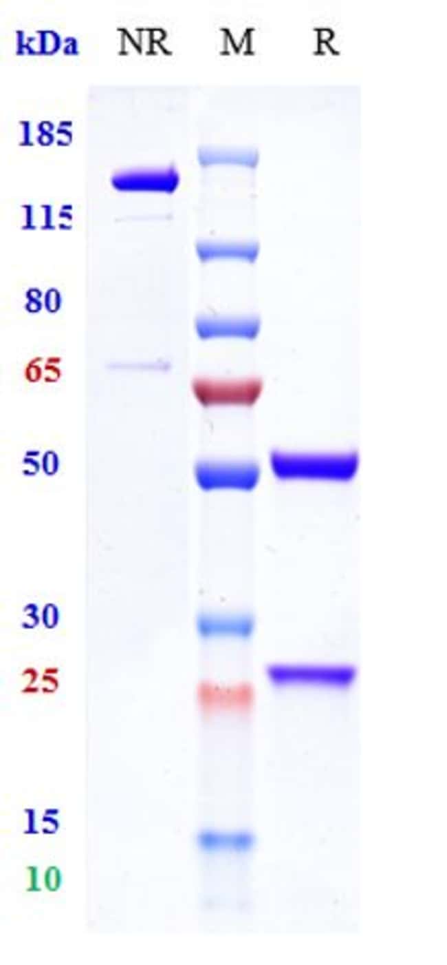 VILOBELIMAB RMAB 1 MG