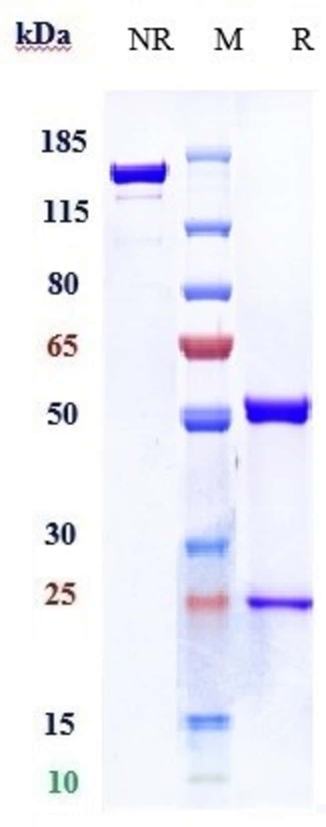 5T4 BIOSIMILAR RMAB 1 MG
