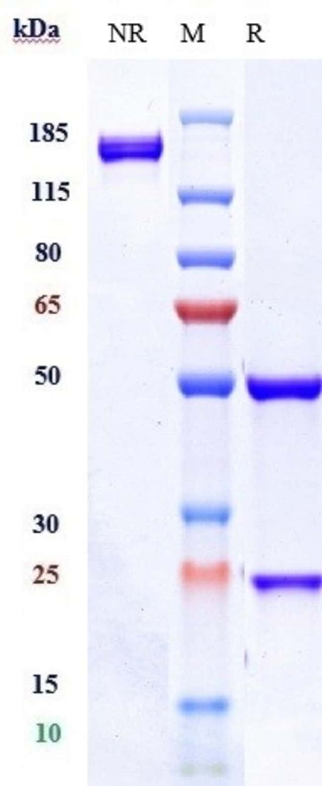CD37 BIOSIMILAR RMAB 1 MG