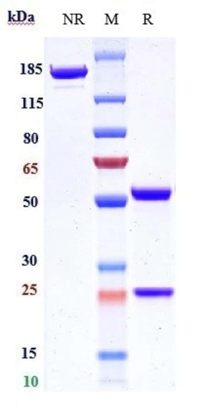 VOLOCIXIMAB RMAB 1 MG