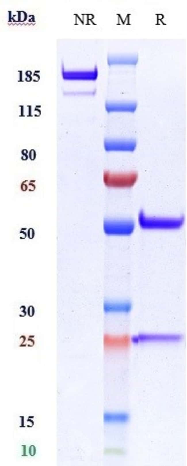 VCAM-1 (CD106) BIOSIMILAR RMAB 100 UG