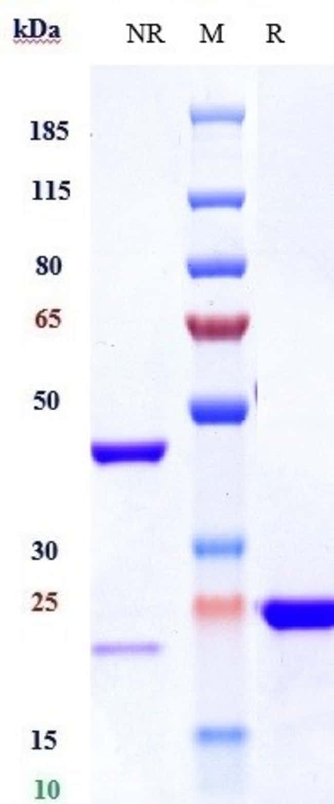VEGF BIOSIMILAR RMAB 1 MG