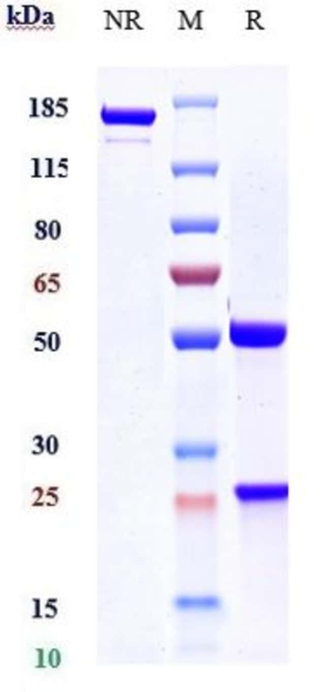 VEGF BIOSIMILAR RMAB 1 MG