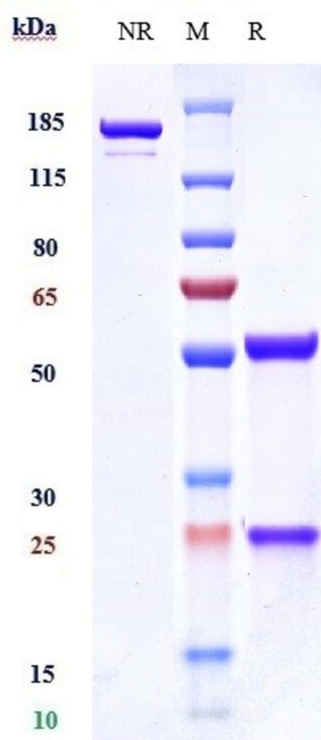 VEGF RECEPTOR 3 BIOSIMILA RMAB 100 UG