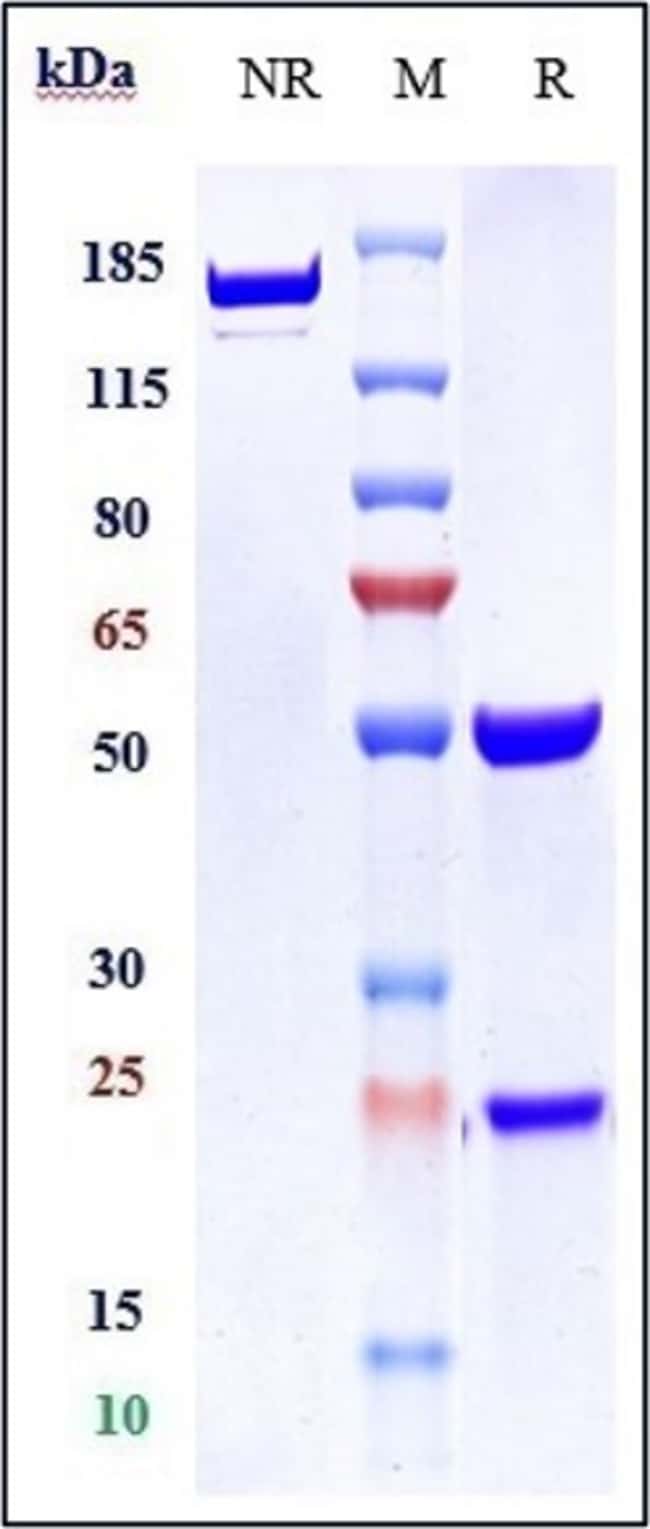 BAPINEUZUMAB RMAB 100 UG