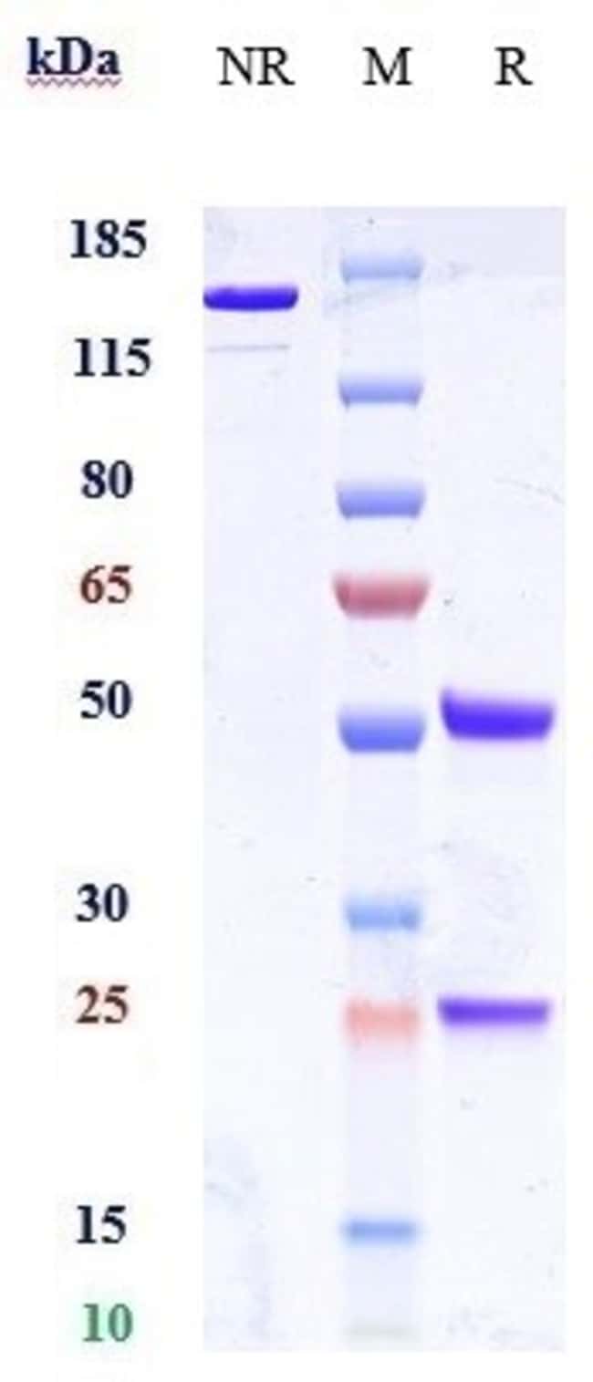 CD66E (CEACAM5) BIOSIMILA RMAB 100 UG