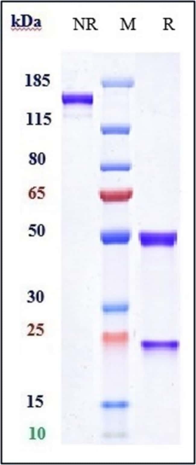 NAXITAMAB RMAB 1 MG