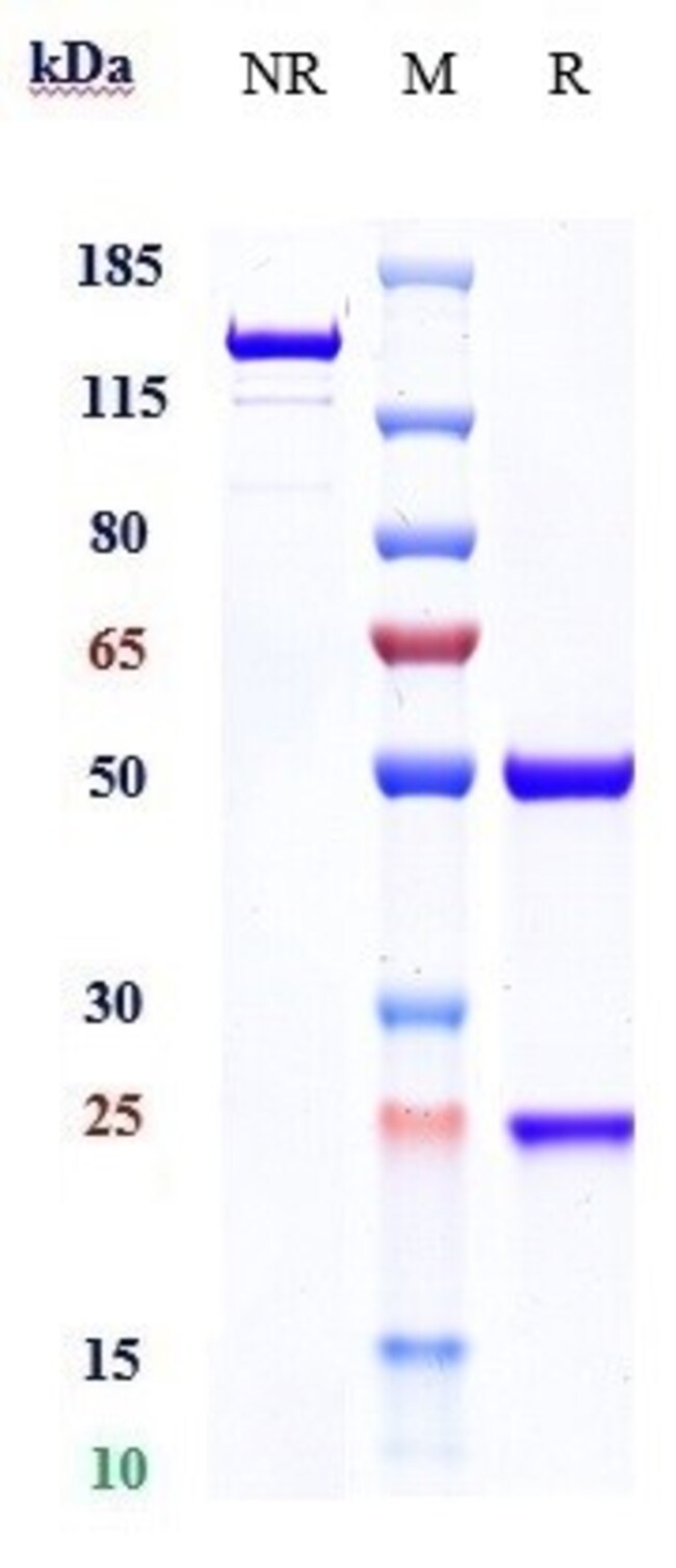 TGF BETA-1 BIOSIMILAR RMAB 1 MG