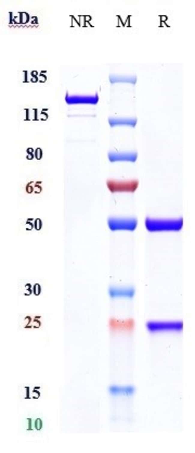 5T4 BIOSIMILAR RMAB 1 MG