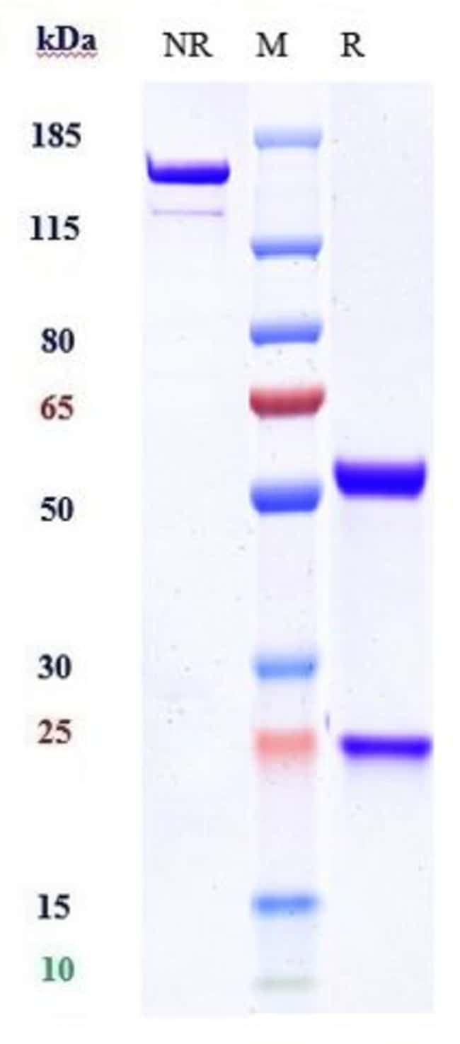 BTN1A1 BIOSIMILAR RMAB 1 MG