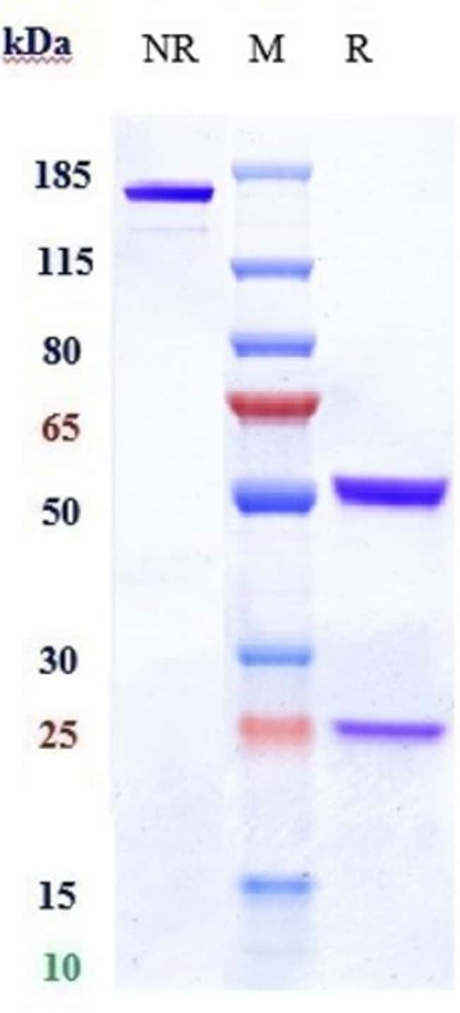 CLAUDIN 6 BIOSIMILAR RMAB 1 MG