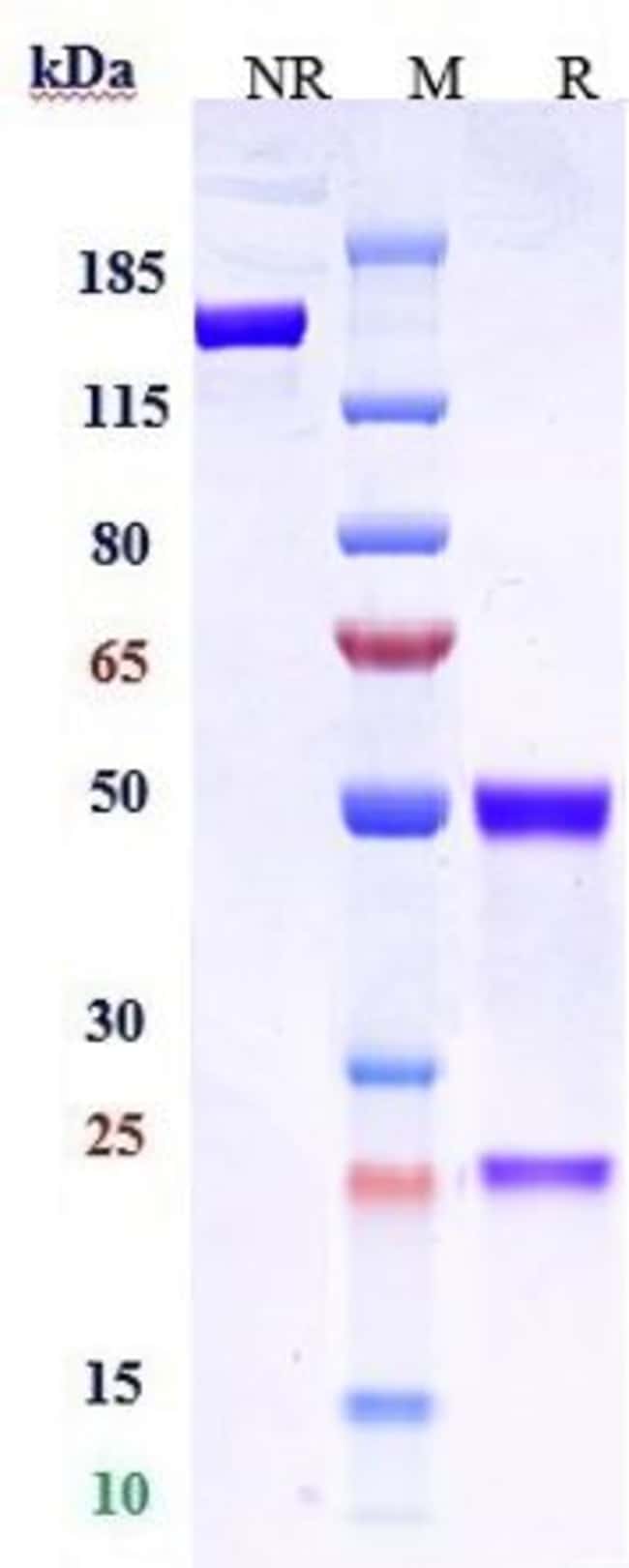 CLAUDIN 6 BIOSIMILAR RMAB 1 MG
