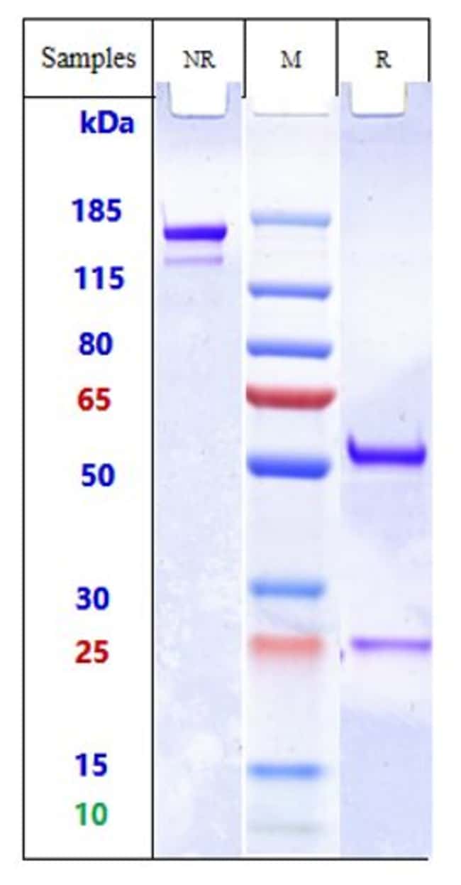 MRC2 BIOSIMILAR RMAB 1 MG