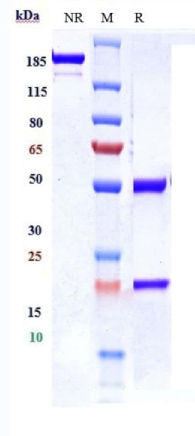 CDCP1 BIOSIMILAR RMAB 1 MG