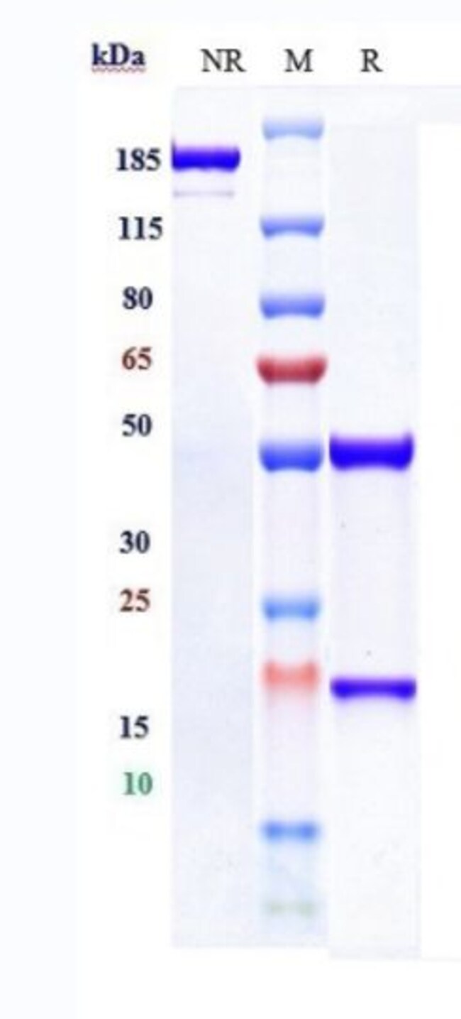 SLC7A11 BIOSIMILAR RMAB 1 MG