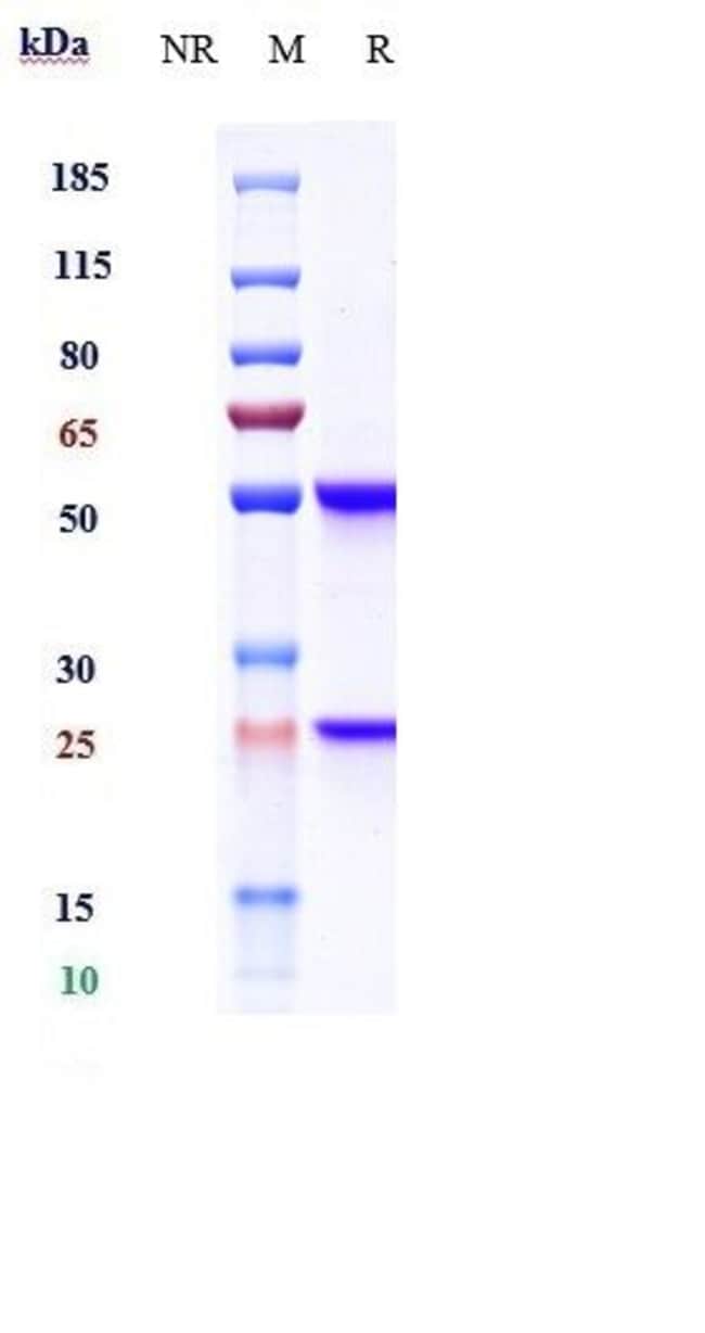 CD93 (AA4.1) BIOSIMILAR RMAB 1 MG
