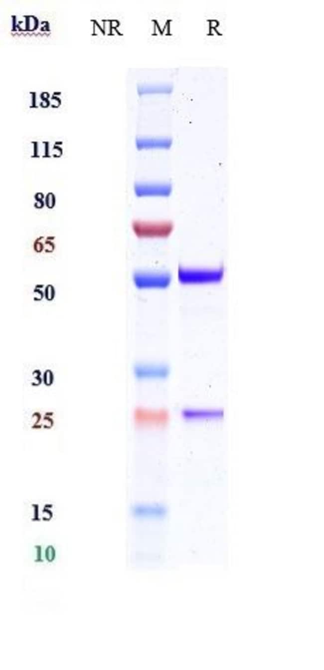 GLYPICAN 2 BIOSIMILAR RMAB 1 MG