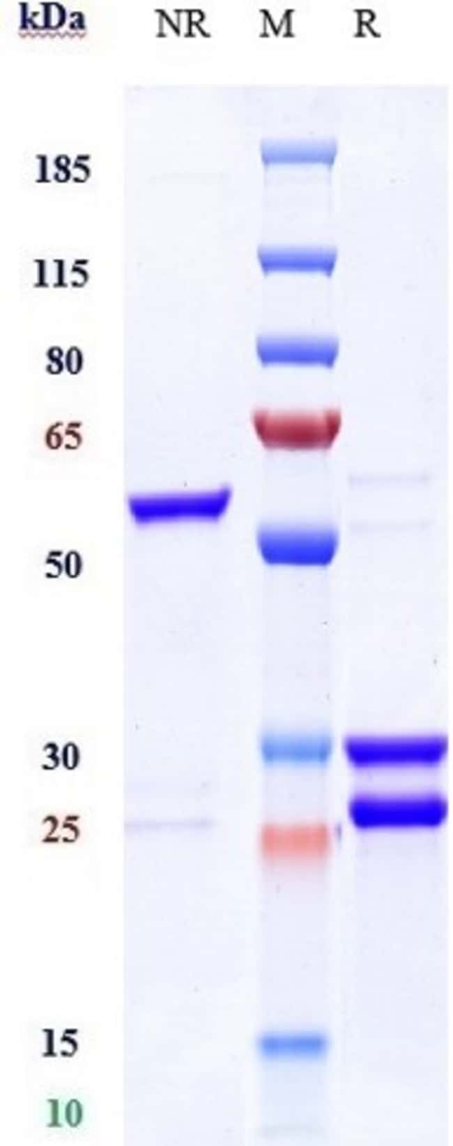 FLOTETUZUMAB RMAB 1 MG