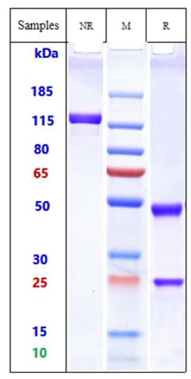 ALBUMIN BIOSIMILAR RMAB 1 MG