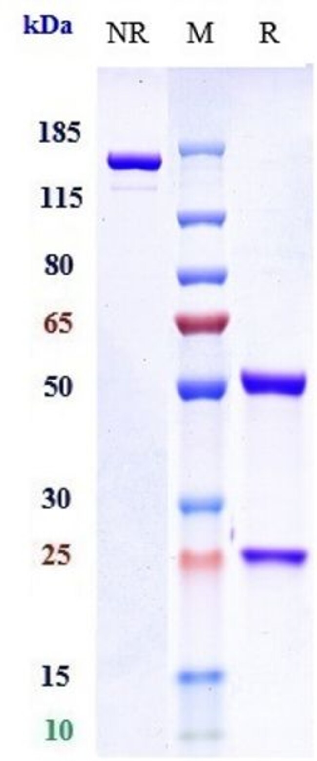 ALBUMIN BIOSIMILAR RMAB 1 MG