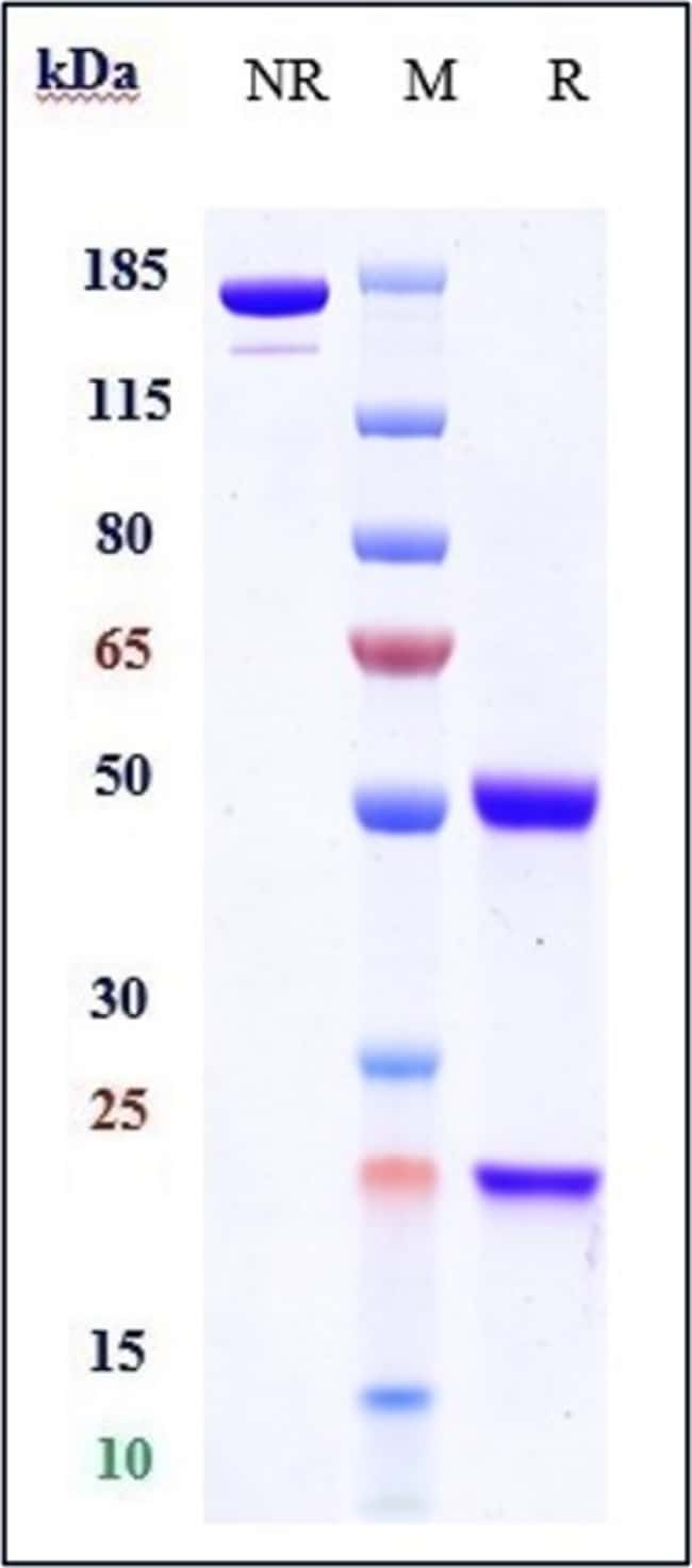 PRITOXAXIMAB RMAB 1 MG