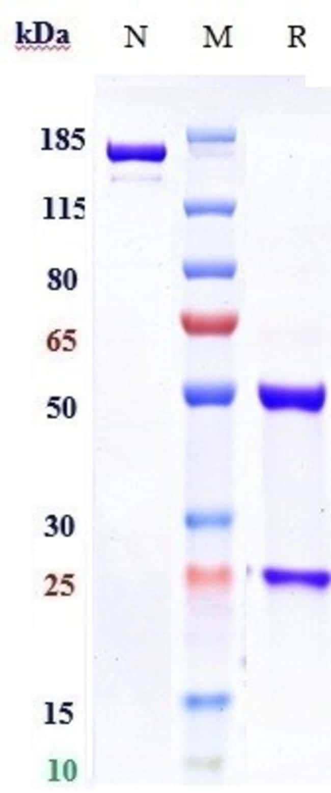 FORAVIRUMAB RMAB 1 MG