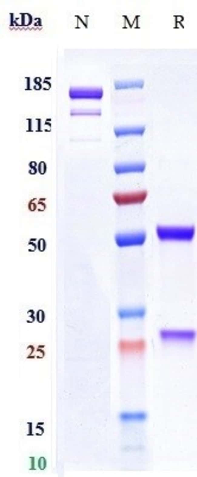 RAFIVIRUMAB RMAB 1 MG