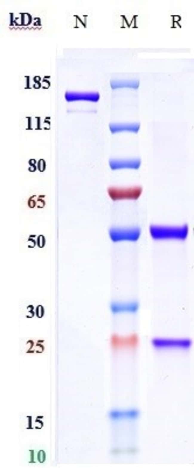 MOTAVIZUMAB RMAB 1 MG
