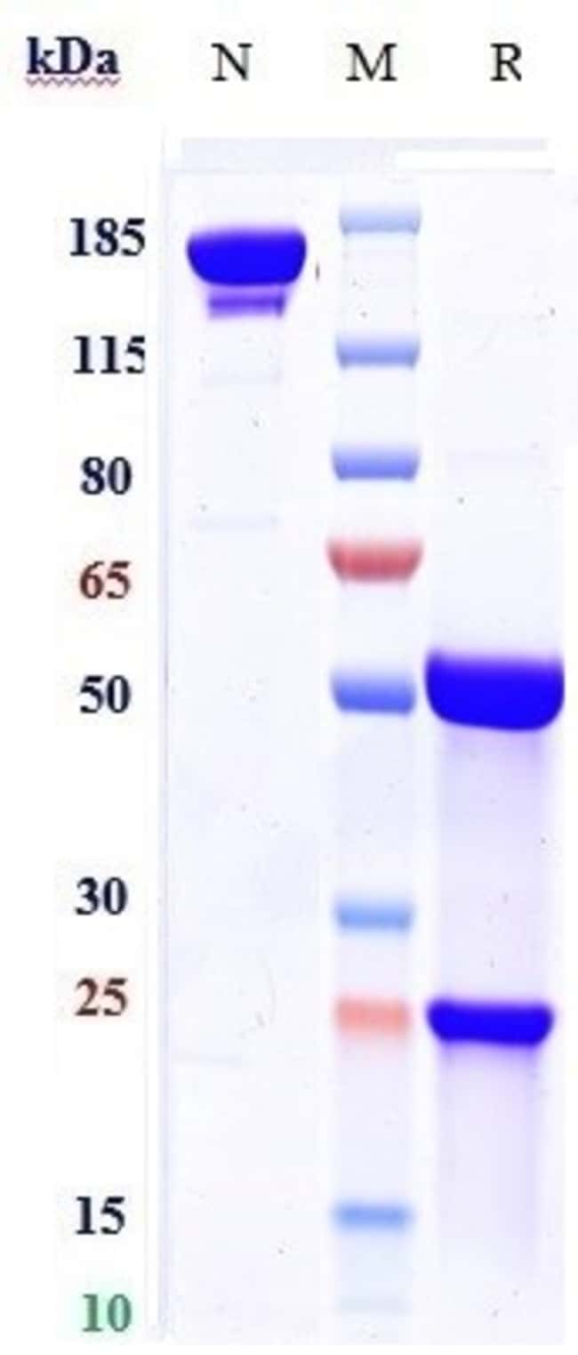 PALIVIZUMAB RMAB 1 MG