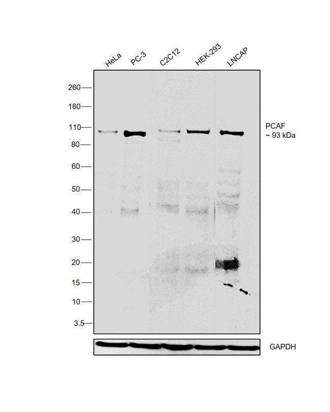 Anti-PCAF Antibody, 100µL ChIP assay dil