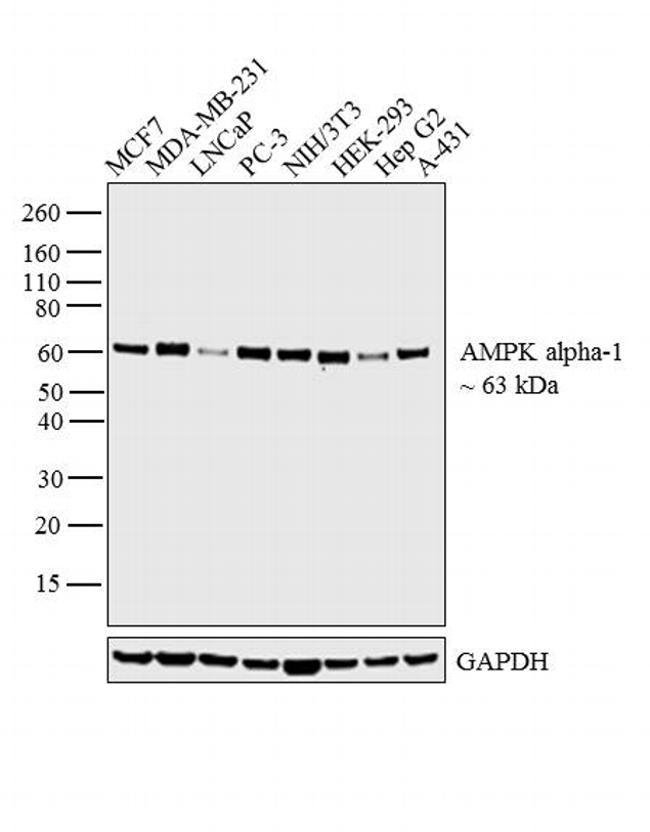 AMPK-ALPHA, 100 µL