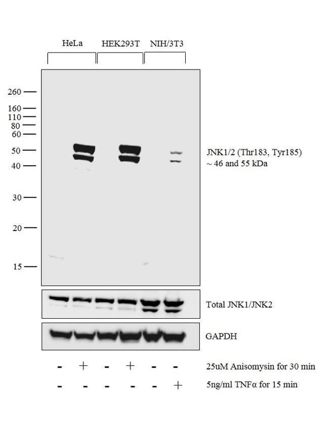 100UL PHOSPHO-SAPK/JNK (THR183/TYR185) .