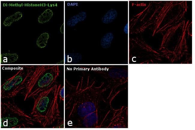 100UL Monoclonal Antibody Di-Methyl-Hist