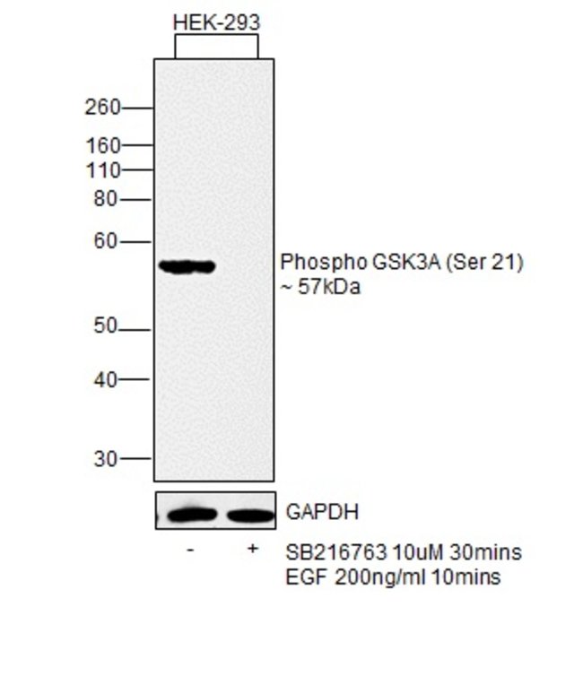 100UL Monoclonal Antibody Phospho-GSK-3-