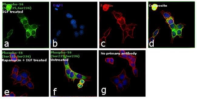 Antibody Phospho-S6 Ribosomal Protein (S