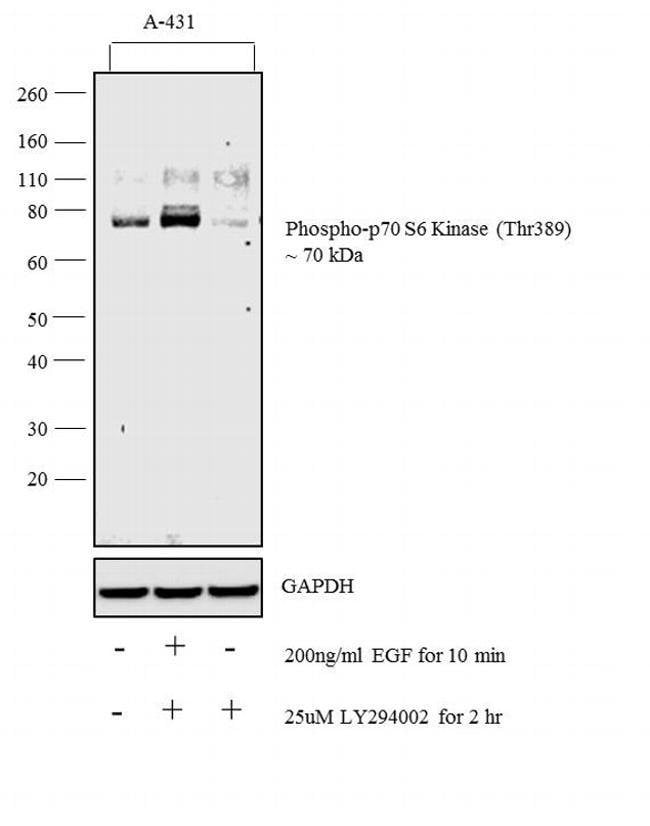 100UL PHOSPHO-P70 S6 KINASE (THR389) .