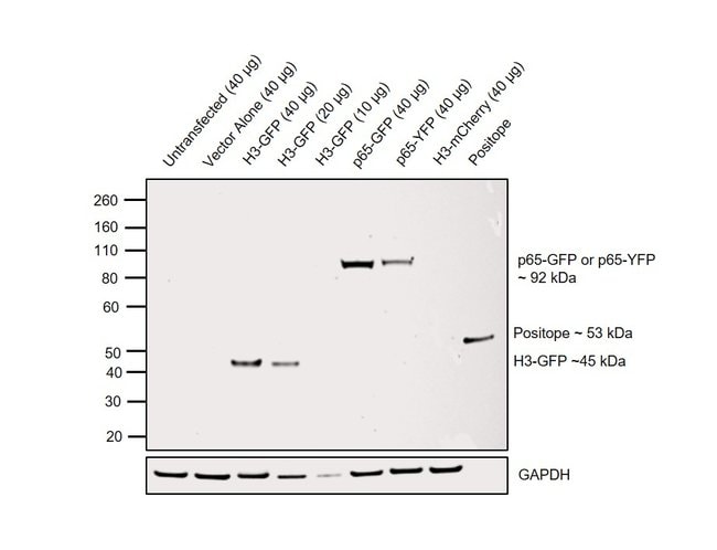 50UG GFP TAG MONOCLONAL ANTIBODY, HRP CO