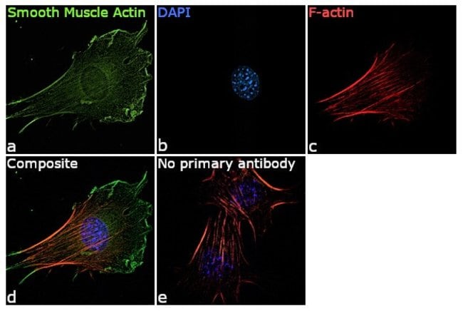 ACTA2 Monoclonal Antibody (4F4), 100 µl