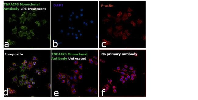 A20/TNFAIP3 Monoclonal Antibody, 100 µg