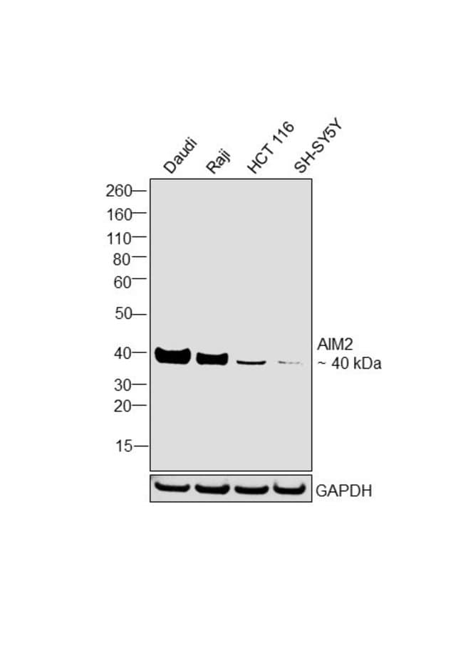 AIM2 Monoclonal Antibody, 100 µg