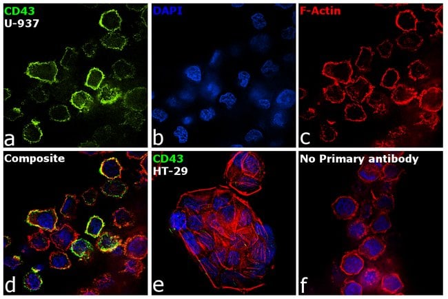 Anti-CD43