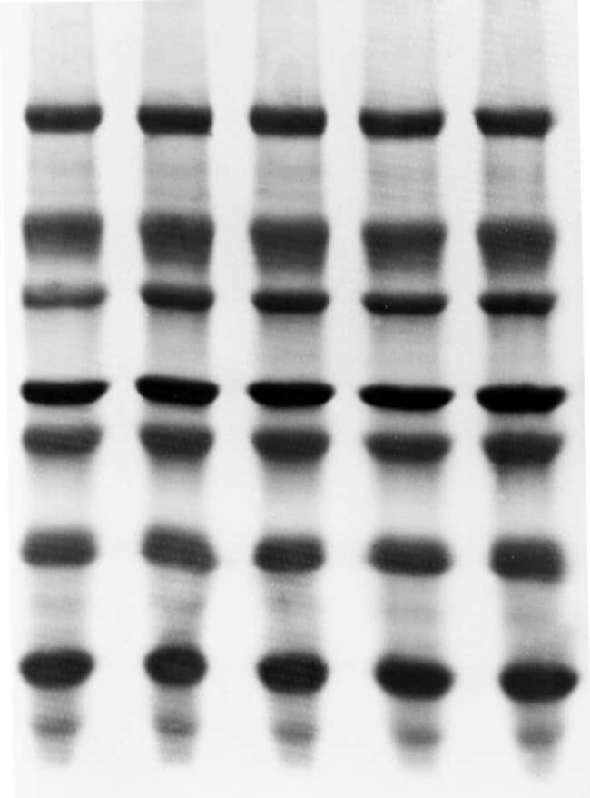 MilliporeSigma Immobilon PVDF-Transferme